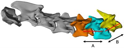 Instrumented cervical fusion using patient specific end-plate conforming interbody devices with a micro-porous structure in nine dogs with disk-associated cervical spondylomyelopathy